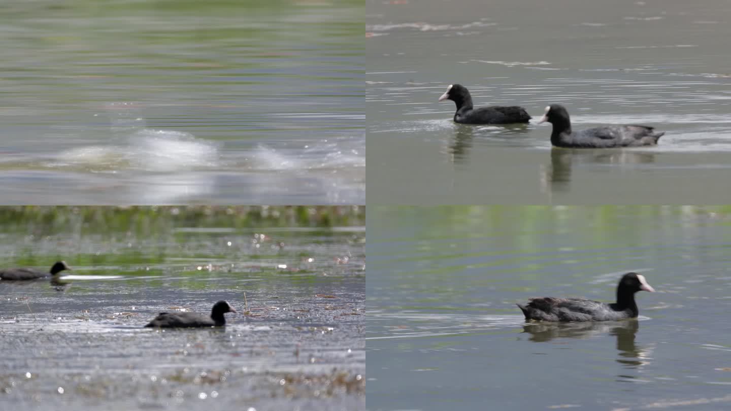 C拉鲁湿地野鸭游泳4K视频