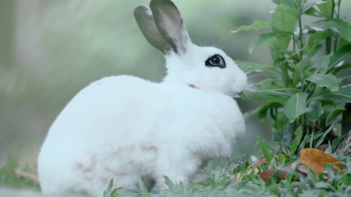 小白兔视频吃草的兔子