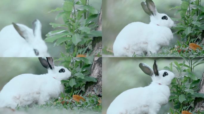 小白兔视频吃草的兔子