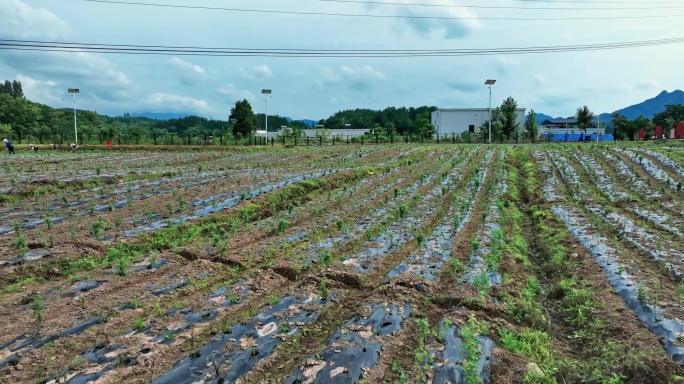 【正版素材】野菊花种植0494