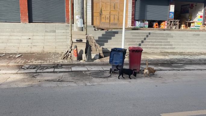 乡下街道垃圾桶旁两只小狗玩耍