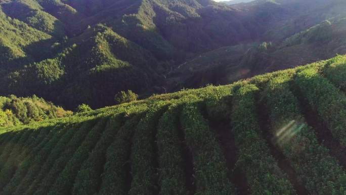 【4K】超清星村茶山茶园光影航拍合集