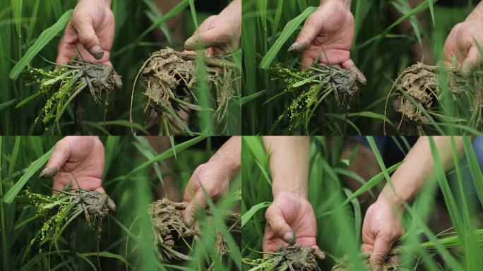 农田里农民伯伯查看水稻水稻种植培养