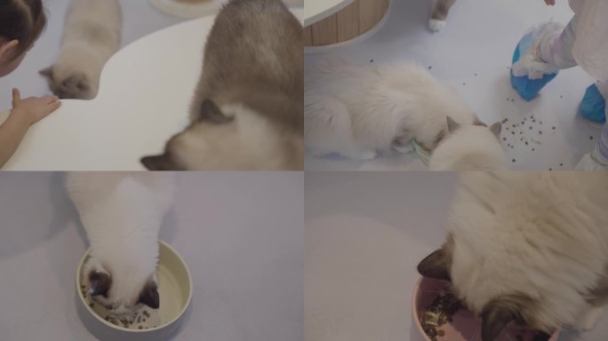 猫咖孩子给猫喂食