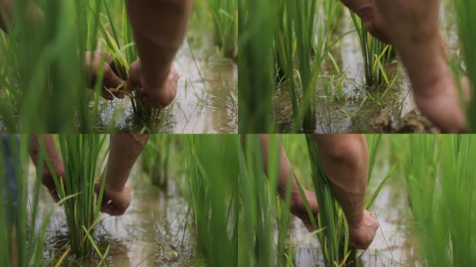 农田里农民伯伯查看水稻水稻种植培养插秧