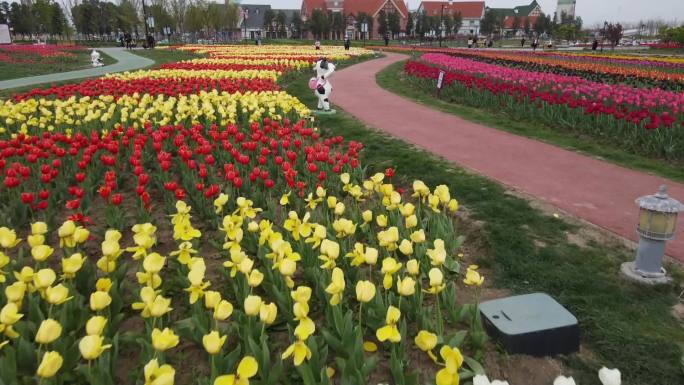 郁金香公园花开伊甸园 鲜花美景