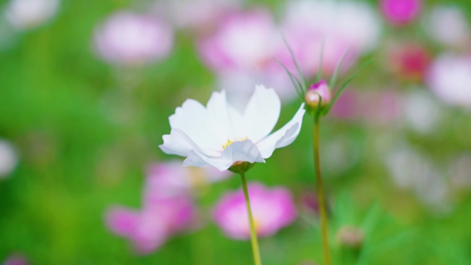 花海 格桑花 波斯菊 小花 实拍视频