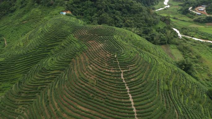 航拍茶山