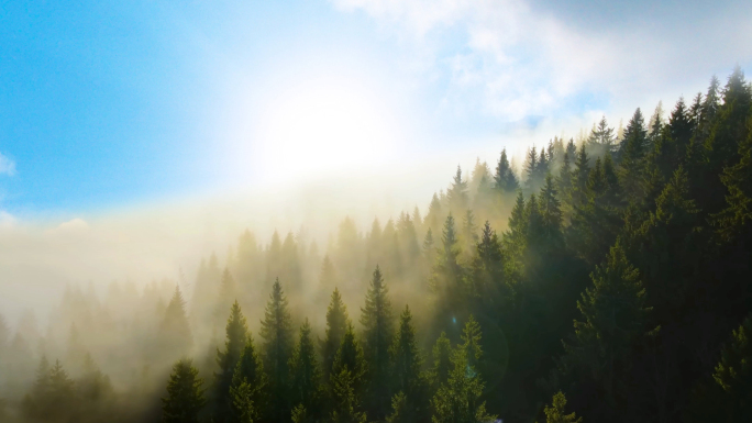唯美森林 森林逆光光影 雾气森林天然氧吧