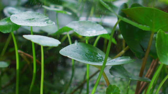 雨雨滴落在绿叶上雨水下雨雨天
