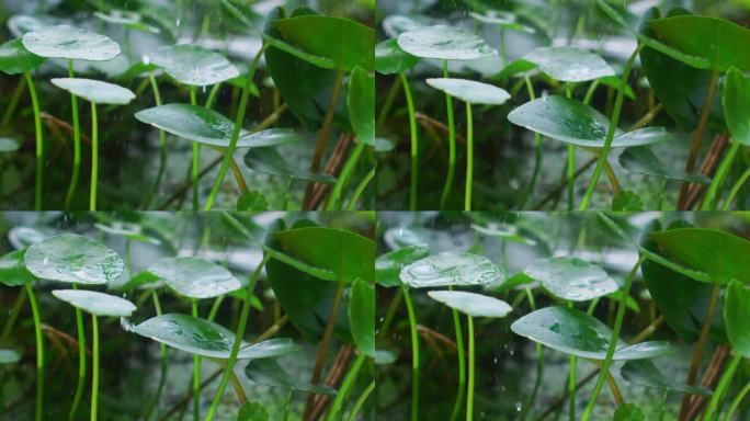 雨雨滴落在绿叶上雨水下雨雨天