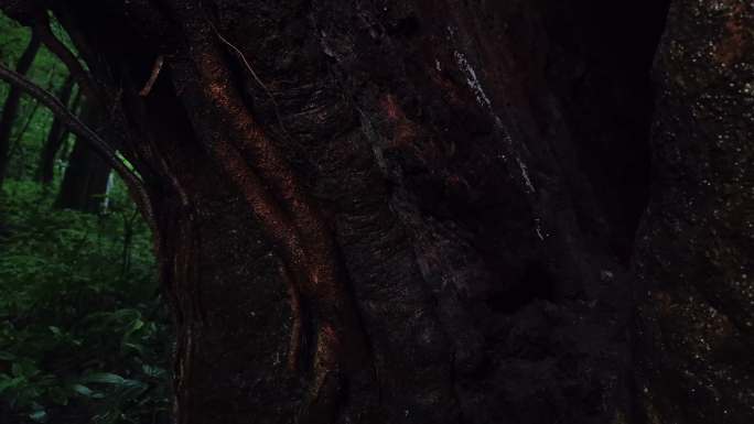 原始森林千年古树树干树根 变色椎 变色锥