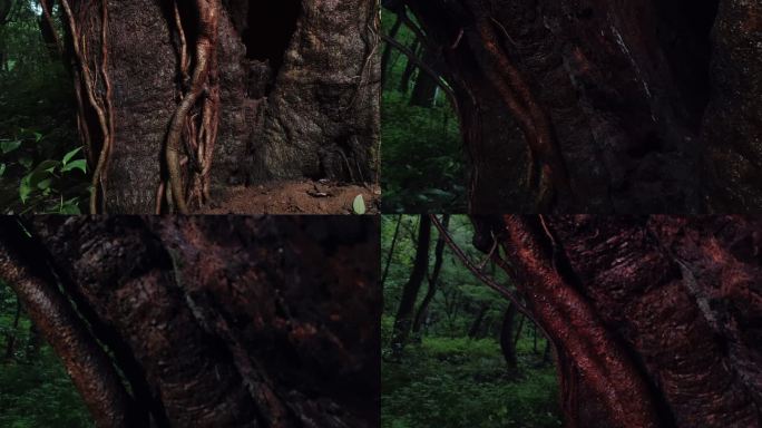 原始森林千年古树树干树根 变色椎 变色锥