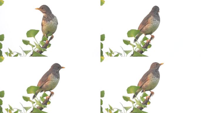 银杏树上漂亮的小鸟乌灰鸫，乌灰鸫叫声