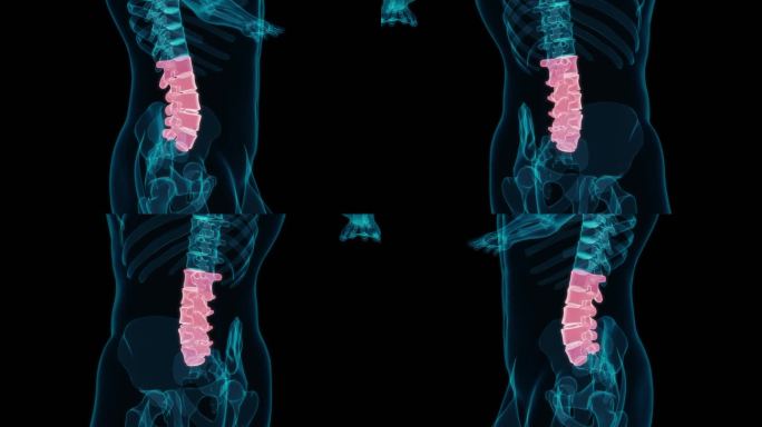 腰椎 脊柱脊椎腰部腰痛腰疼腰膝酸软骨骼