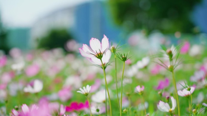 花海 格桑花 波斯菊 小花 实拍视频