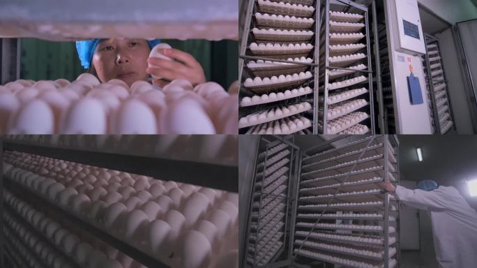 鸭蛋鹅蛋鸡蛋养殖场孵化孵蛋机