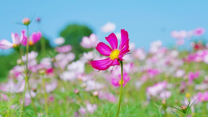 花海 格桑花 波斯菊 小花 实拍视频