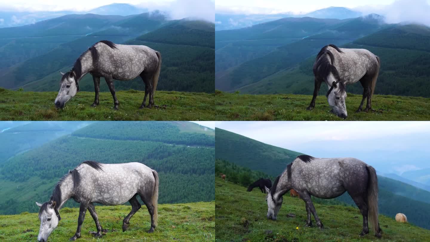 五台山东台顶的马在吃草