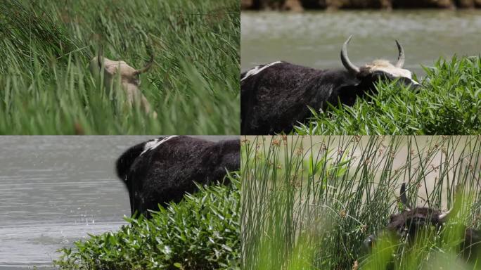 C拉鲁湿地河间水牛4K实拍视频