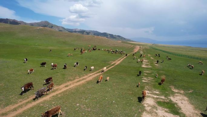 新疆赛里木湖牛群
