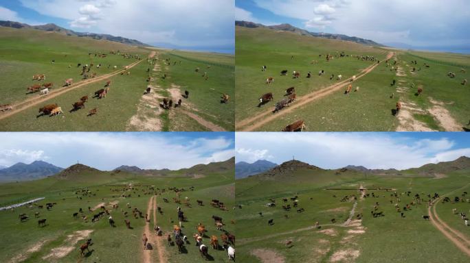 新疆赛里木湖牛群