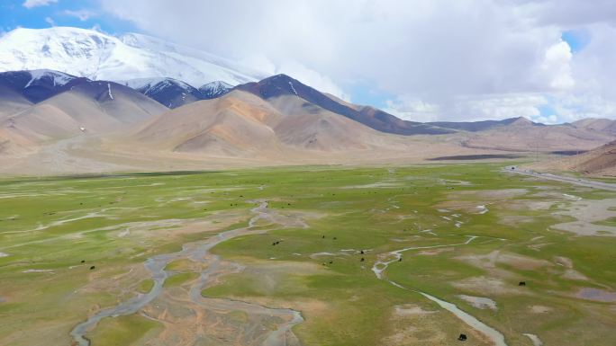 南疆帕米尔高原高原雪山下的湿地草原牛羊群