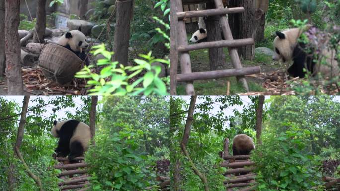 四川大熊猫之日常活动