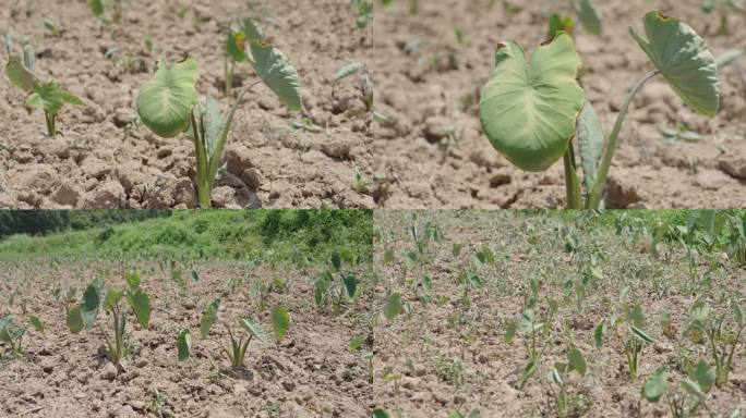 气候干旱芋头地缺水芋头苗停止生长