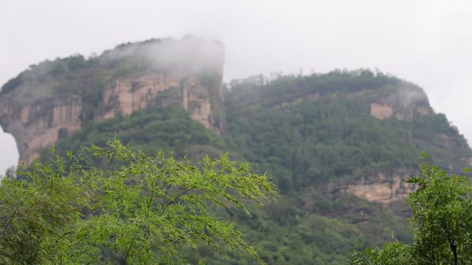 唯美竹林竹叶