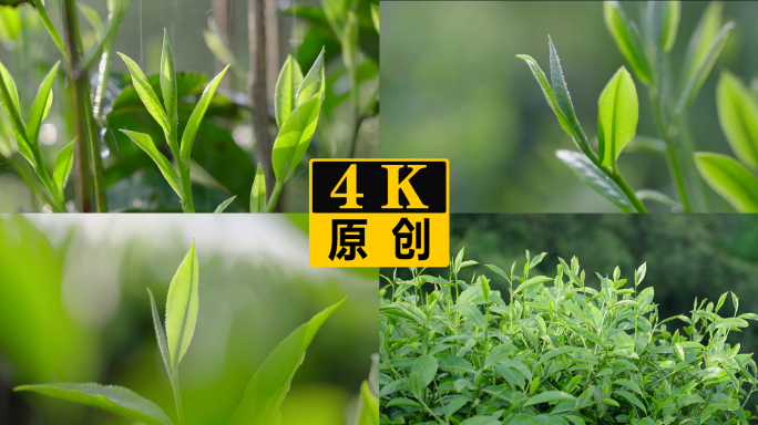 春茶发芽茶叶嫩芽