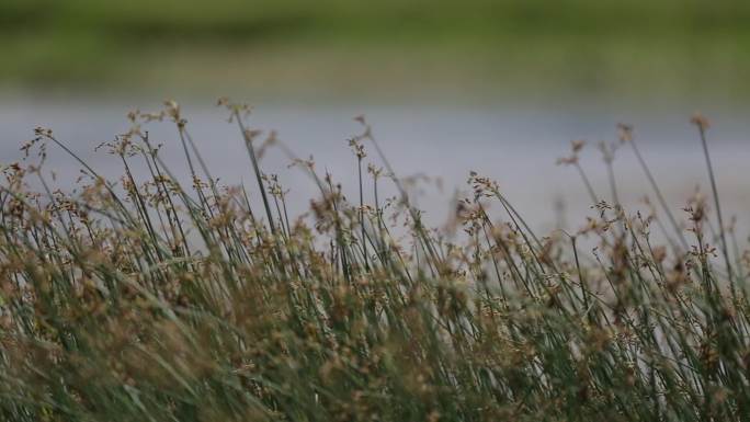 C拉鲁湿地生态系统4K视频