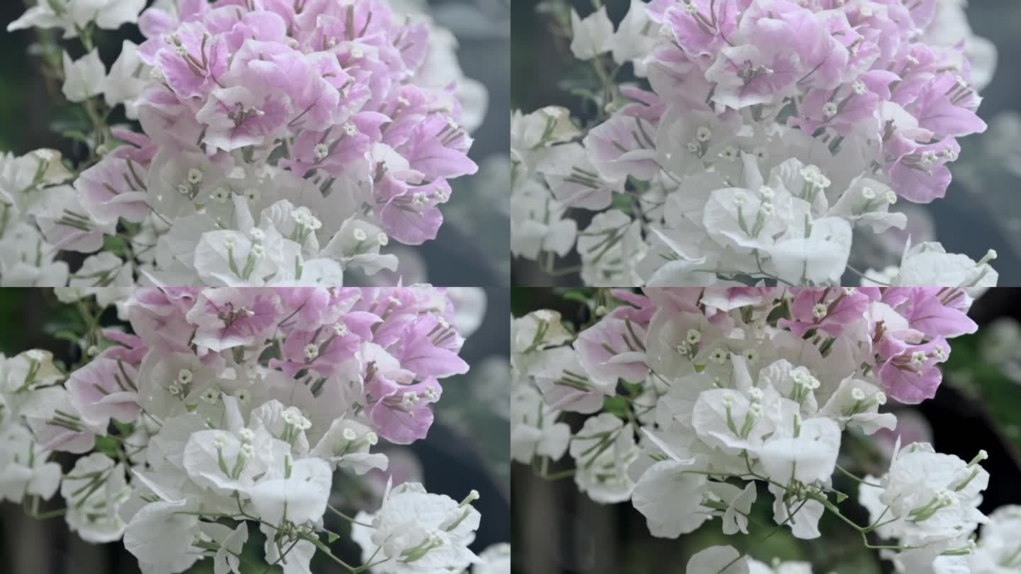鲜花升格视频中国风烟雾花朵摇曳慢镜头