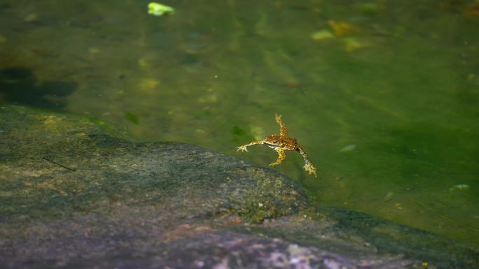 青蛙 蛤蟆 水里的青蛙