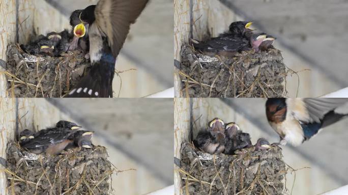 小燕子鸟妈妈喂食无私的爱母爱动物世界生命