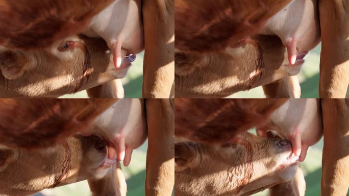 4K正版-小牛犊吃奶 母牛哺乳01
