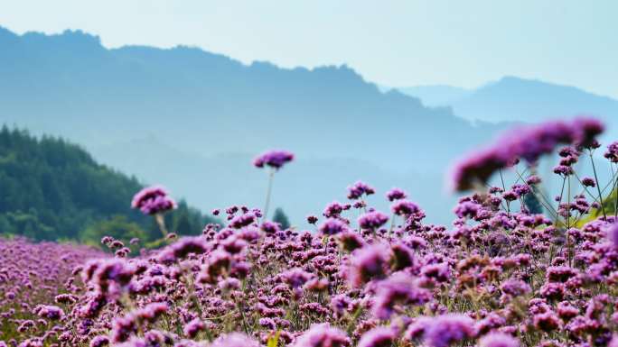 马鞭草 紫色花海 雅安龙苍沟远山紫色花海