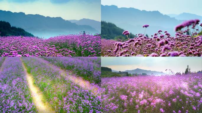 马鞭草 紫色花海 雅安龙苍沟远山紫色花海