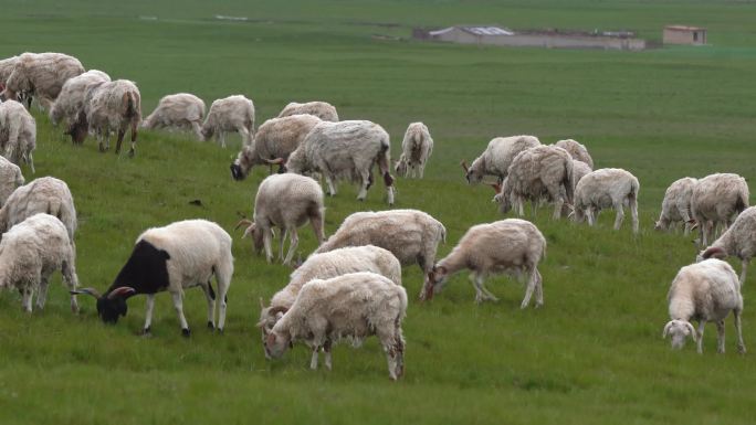 羊群放牧
