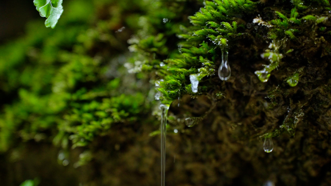 下雨树叶滴水 苔藓滴水 雨水汇聚溪流