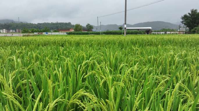 【5K】稻田航拍，水稻种植，稻田风光