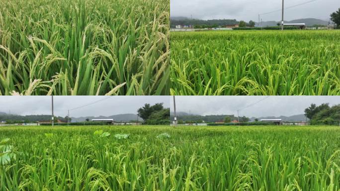 【5K】稻田航拍，水稻种植，稻田风光