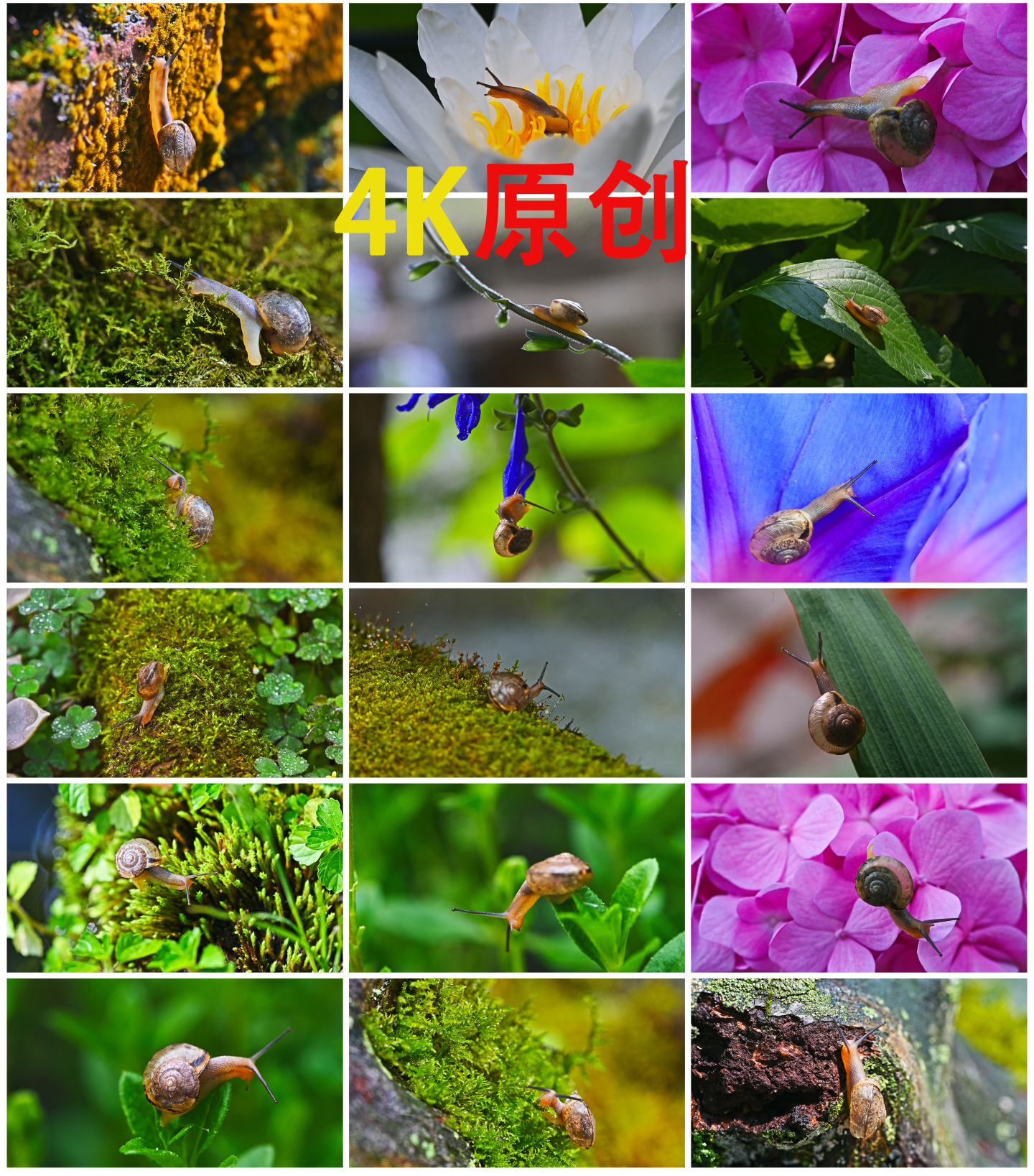 唯美蜗牛在花朵树叶藤蔓上爬行生命自然绿色