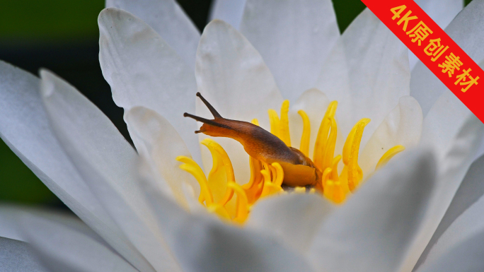 唯美蜗牛在花朵树叶藤蔓上爬行生命自然绿色