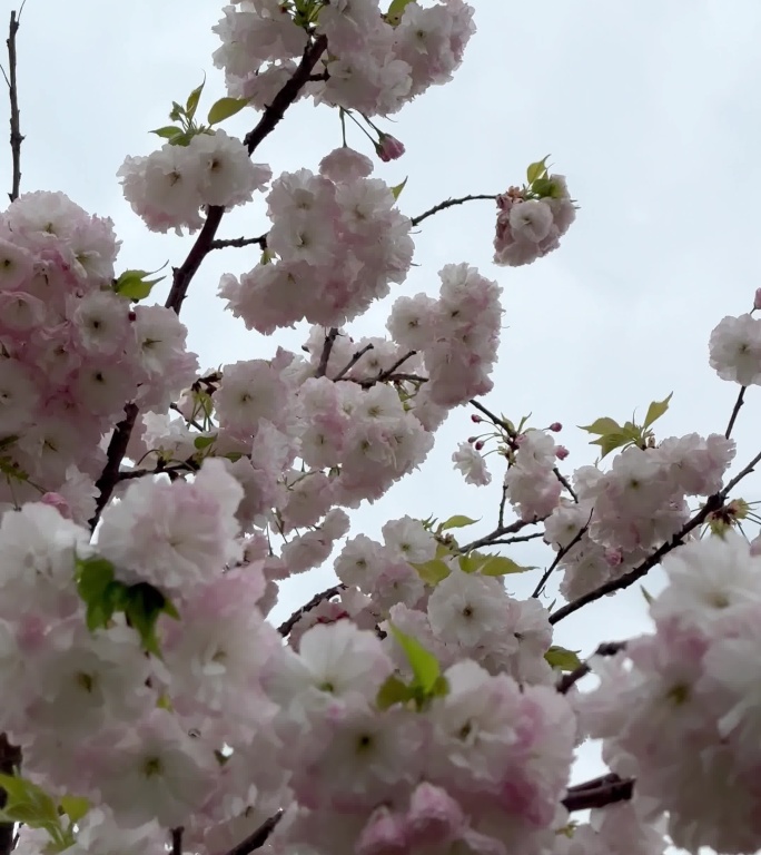 樱花园里樱花树白樱花粉樱花