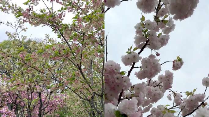 樱花园里樱花树白樱花粉樱花