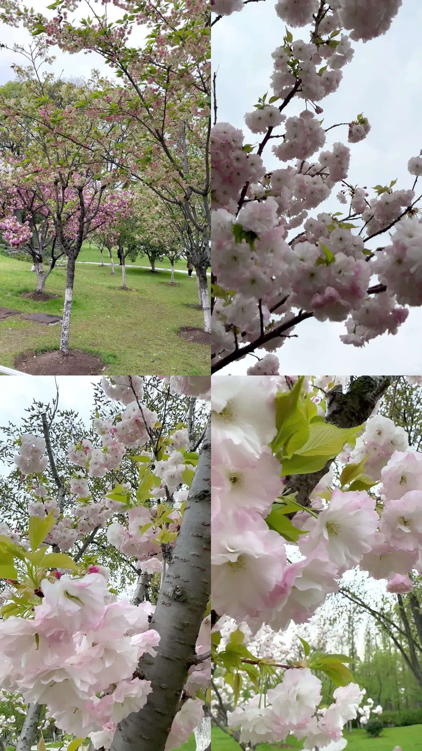 樱花园里樱花树白樱花粉樱花