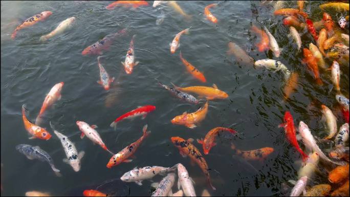 金鱼锦鲤鲤鱼群