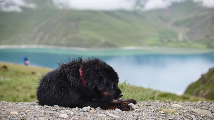 西藏羊湖边上慵懒的藏獒