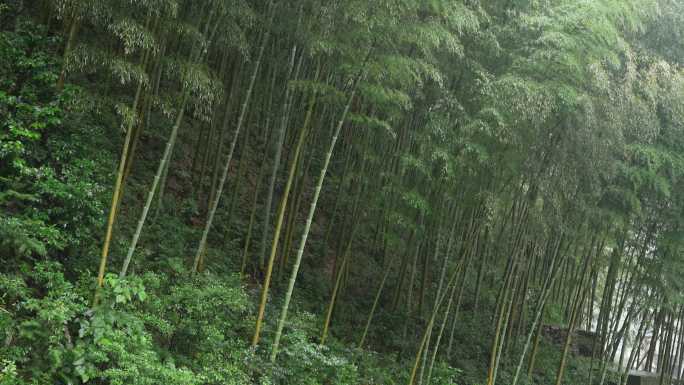 雨天山中绿竹